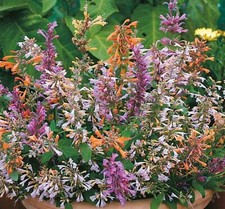 6 Agastache Fragrant Carpet