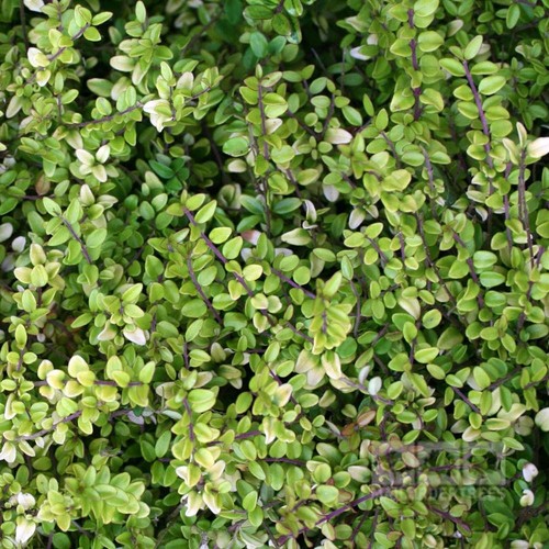 Lonicera nitida baggesens - 6, 'baggesens