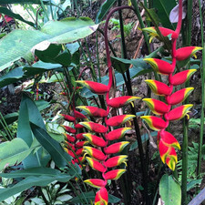 Set 2 Heliconia Rostrata