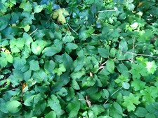 5 - Comfrey - Plants - Make -