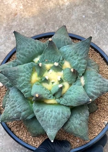 17cm live house plant - 17cm,