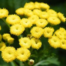 Chrysanthemum Tanacetum Yellow X 100 Seeds Puff Ball Daisy Flowers Tansy Plant