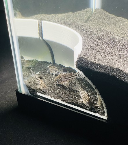 Bottom dweller aquarium - bottom,