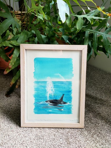 Killer whale picture original - whale,