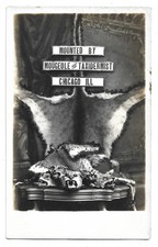 Mougeole Taxidermist Display