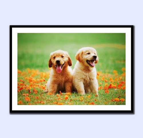Golden retriever puppies art - golden,
