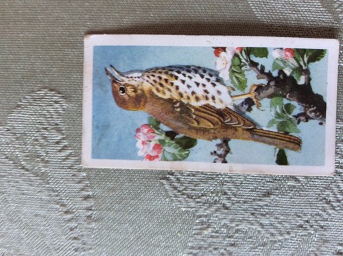 A1z trade card brooke - trade,