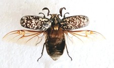 Polyphylla Fullo Pine Chafer Beetle Set x1 A1 Ideal for Framing 2002 Specimen.