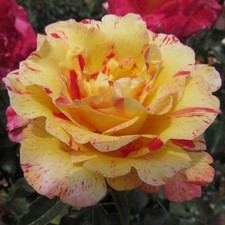 Camille Pissarro - 5.5lt