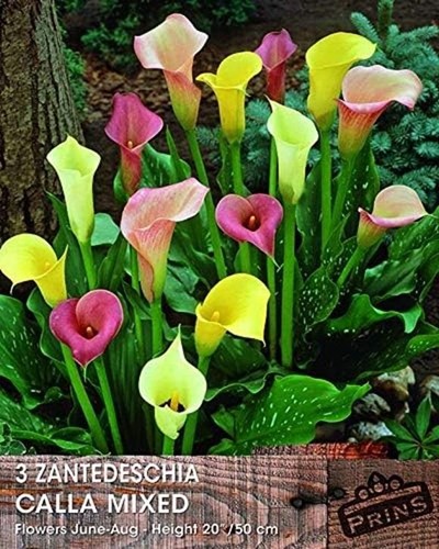 Calla lily bulbs - calla,