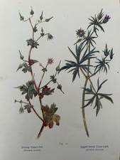 Antique Botanical Print –