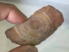 COLORFUL BULLSEYE PALEO