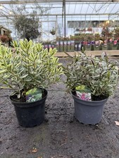 Mix hebe plant - mix, 2/3l
