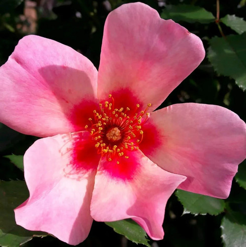 Rose bush for - 'for, eyes