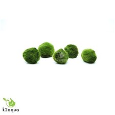 3cm marimo moss - marimo, balls