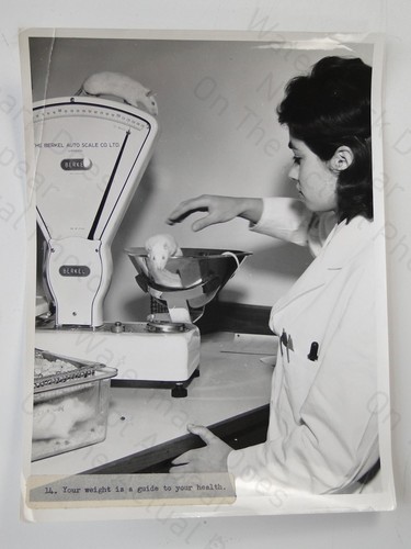 Woman weighs white rat - white,