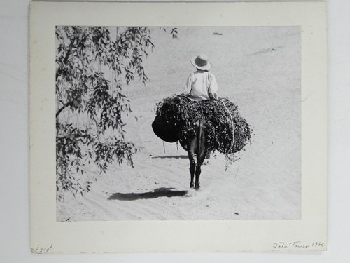 Rider donkey brush - sand, desert