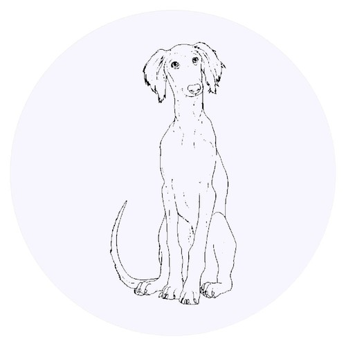 Saluki puppy round - 24, x