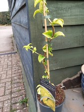 Lg CLIMBING Golden HYDRANGEA Petiolaris BRIGHT SIDE White Flowers Garden Ready