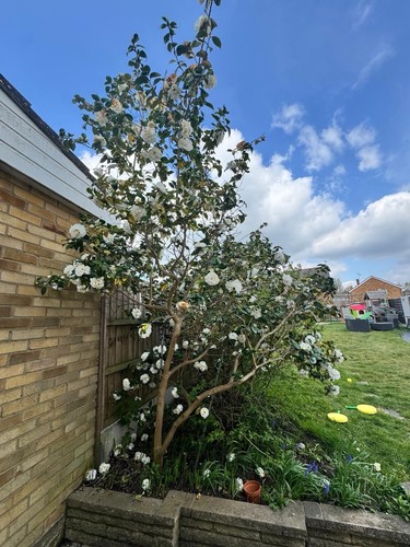 Camellia tree silver