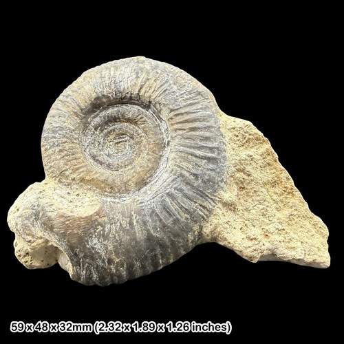 Siemiradzkia aurigera echinoid - siemiradzkia,