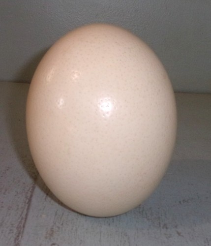 Genuine ostrich egg drilled - genuine, &