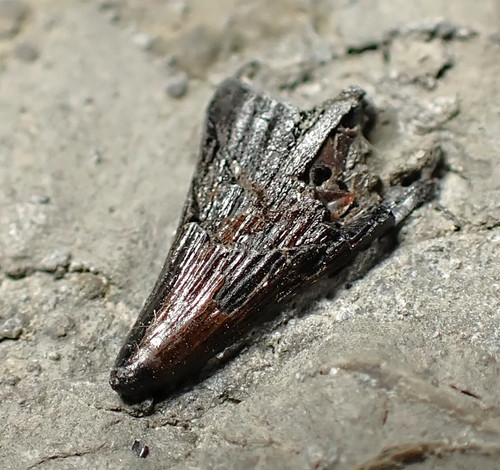 Jurassic ichthyosaur tooth