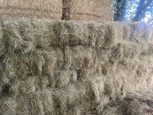 Small hay bales - hay,
