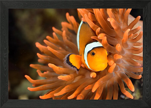 Clownfish marine aquari - marine,