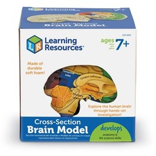Learning Resources Cross Section Brain Model Develops Anatomy & Life Science 7+