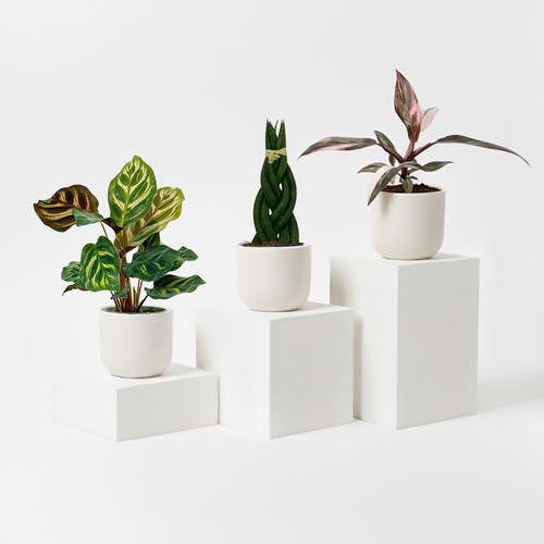 Mini plants bundle - 3,