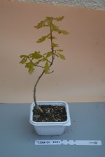 RARE BONSAI TURKEY OAK TREE, 5