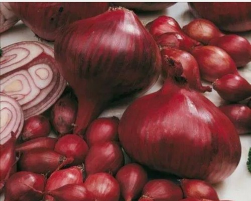 Red baron onion - -, 20