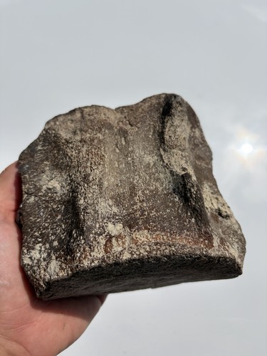 Fossil whale vertebra megaton - fossil,