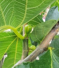 2x Unrooted Panaché Fig