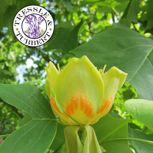 Rare chinese tulip poplar tree - chinese,