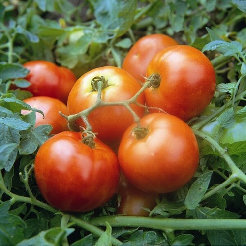 Tomato seeds ailsa craig - seeds,
