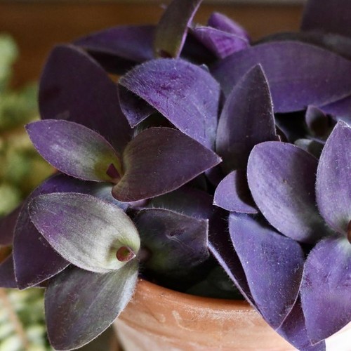 Tradescantia pallida purple - tradescantia,