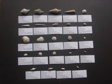 24 Labelled Different Bartonian Eocene Barton Beds Fossil MOLLUSC species UK