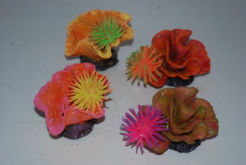 Aquarium coral anemone on - aquarium,
