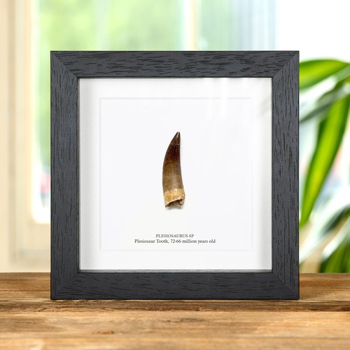 Plesiosaur dinosaur tooth - plesiosaur,