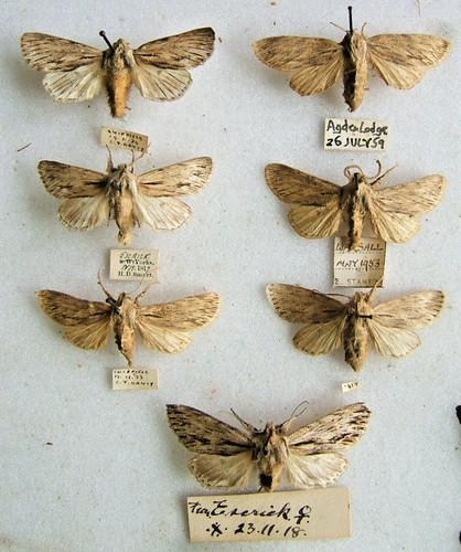 The sprawler moth sphinx - a.,