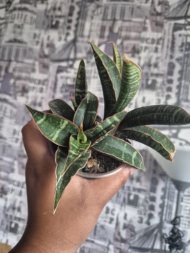 Sansevieria fischerii full - fischerii,