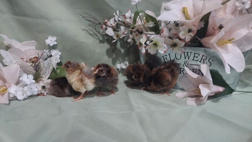 Barn yard mix chicken hatching