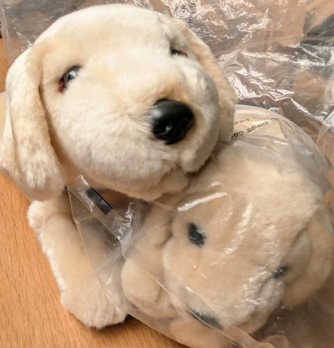 New andrex puppy - new, dog,