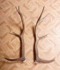 2 Beautiful 8ender Red Deer