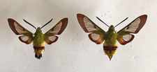 Sphingidae HEMARIS FUCIFORMIS