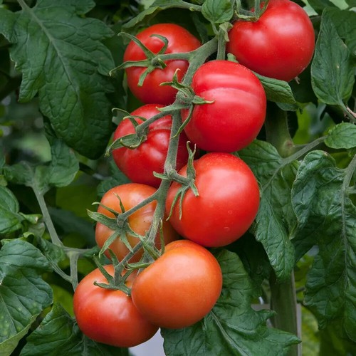 Red beef tomato plug plants - red,
