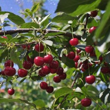 T&M Cherry Crown Morello Hardy