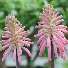 VELTHEIMIA BRACTEATA - 5 x